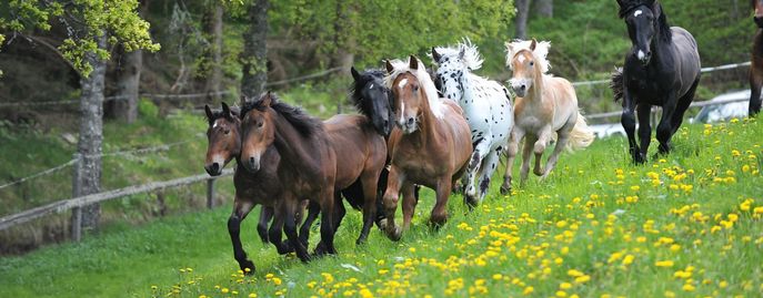 Pferdeneuheiten © Landes ­Pferdezuchtverband Kärnten