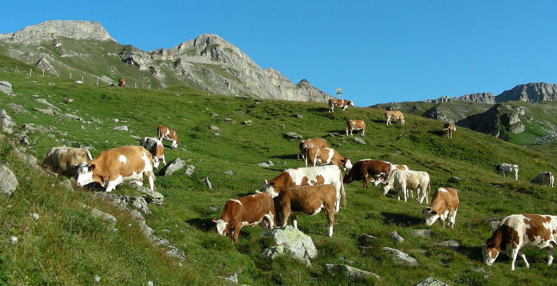 Alm 02.jpg © Klaus Messner Alm 02.jpg © Klaus Messner