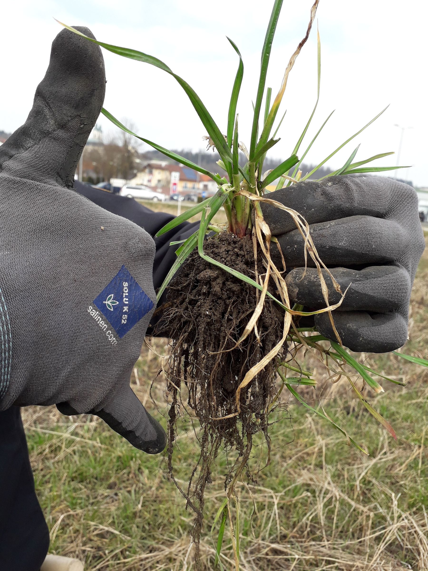 Das Gras bildet - obwohl oberirdisch noch schwach entwickelt - einen starken Wurzelstock. © BWSB/Murauer Das Gras bildet - obwohl oberirdisch noch schwach entwickelt - einen starken Wurzelstock. © BWSB/Murauer