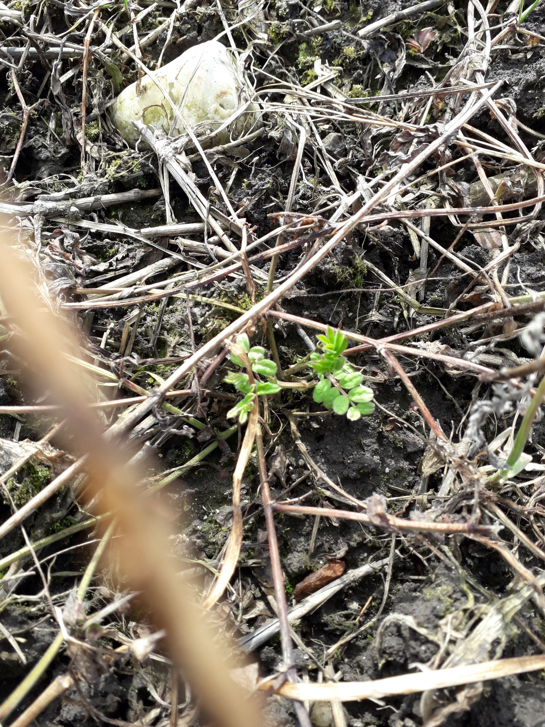 bis auf sehr wenige Ausnahmen (hier: Sommerwicke) sind alle nicht winterharten Komponenten in den Mischungen abgefroren.  © BWSB/Murauer bis auf sehr wenige Ausnahmen (hier: Sommerwicke) sind alle nicht winterharten Komponenten in den Mischungen abgefroren.  © BWSB/Murauer