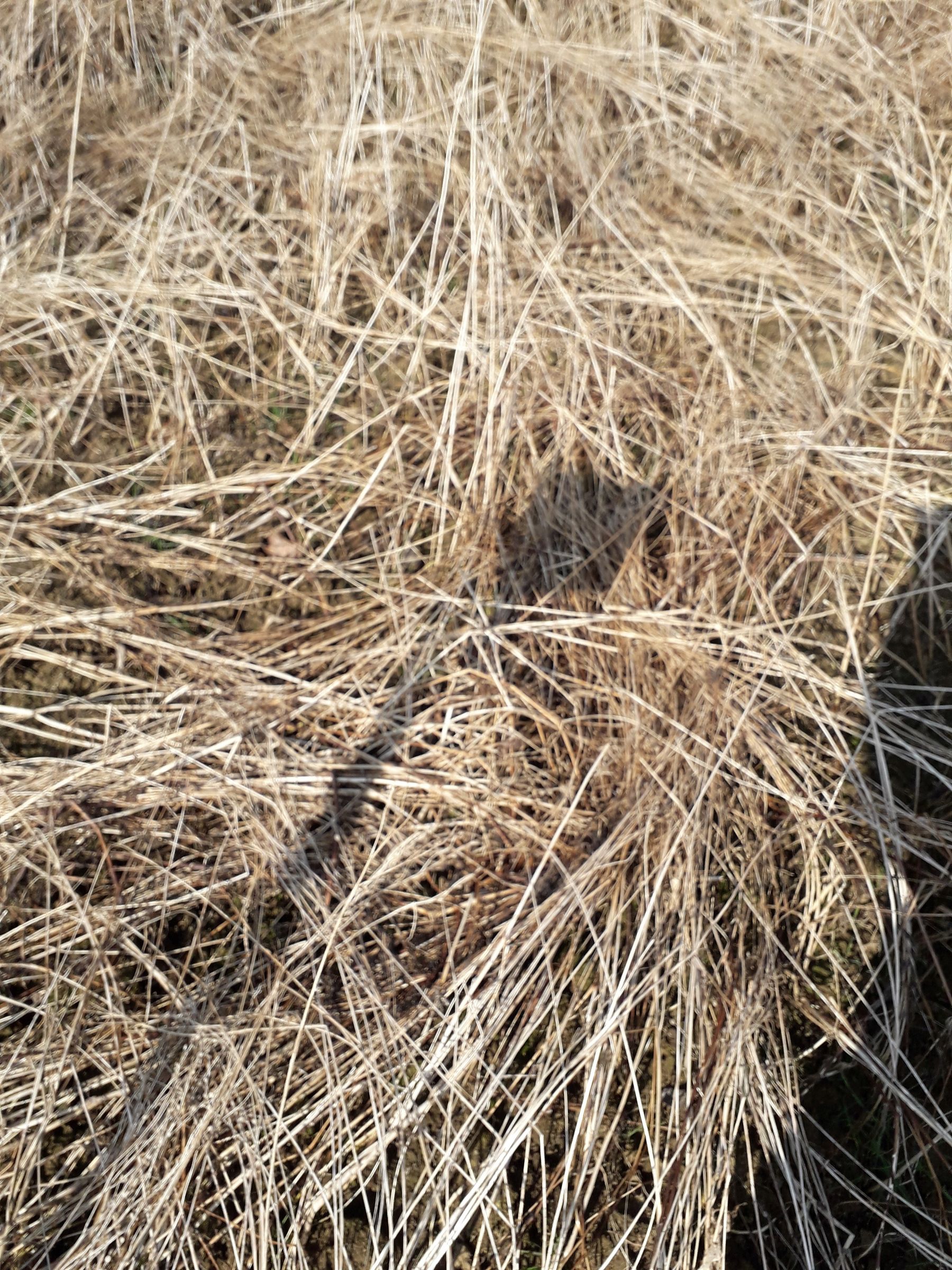 Obwohl fast nur mehr Kresse und Öllein mit ihren dünnen Stängeln bei der Trockengebietsmischung übrig sind, ist die Bodenbedeckung ausgezeichnet!  © BWSB/Murauer Obwohl fast nur mehr Kresse und Öllein mit ihren dünnen Stängeln bei der Trockengebietsmischung übrig sind, ist die Bodenbedeckung ausgezeichnet!  © BWSB/Murauer