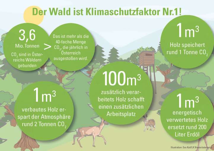 Infografik LK Niederösterreich_Wald.jpg © Anna Gindl, Eva Kail/LK Niederösterreich Infografik LK Niederösterreich_Wald.jpg © Anna Gindl, Eva Kail/LK Niederösterreich