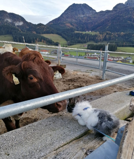 Mein Bild 2021.jpg © Salzburger Bauer/Gschwandtner Mein Bild 2021.jpg © Salzburger Bauer/Gschwandtner