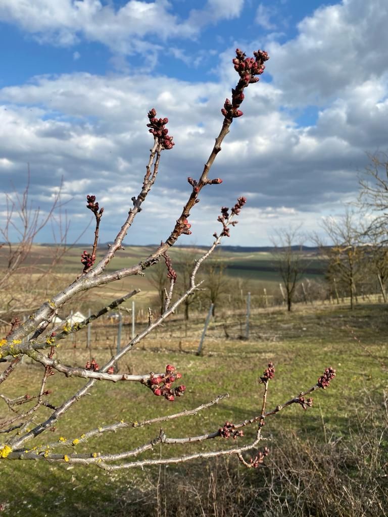 © Andrea Uhl LK NÖ © Andrea Uhl LK NÖ