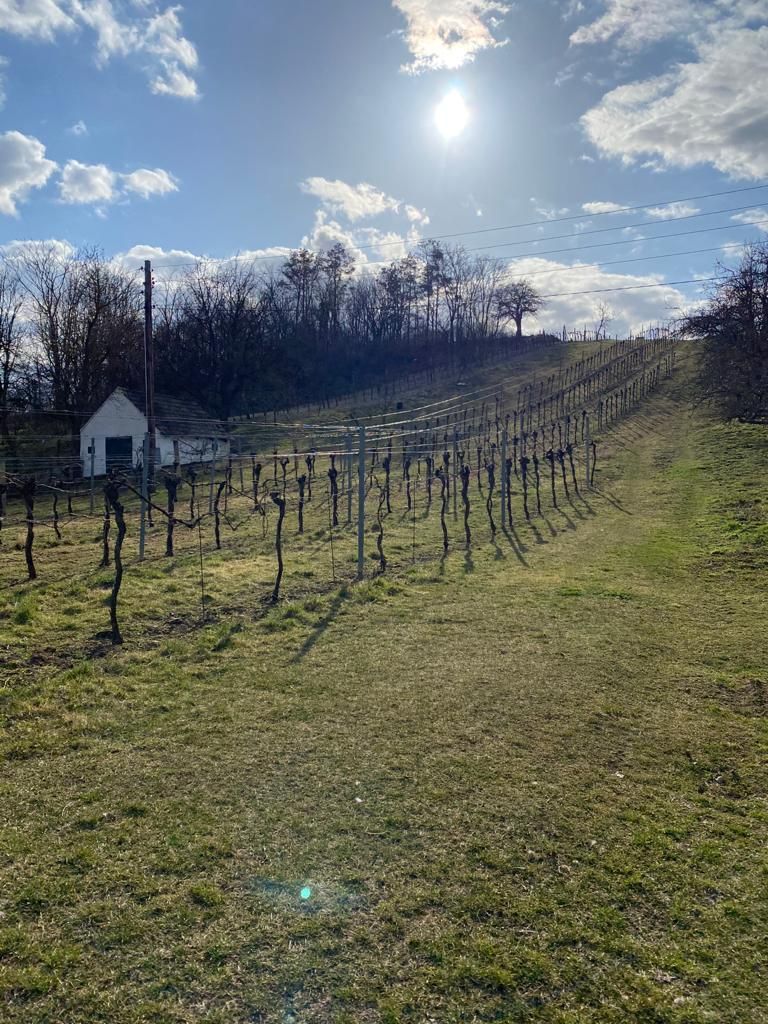 © Andrea Uhl LK NÖ © Andrea Uhl LK NÖ