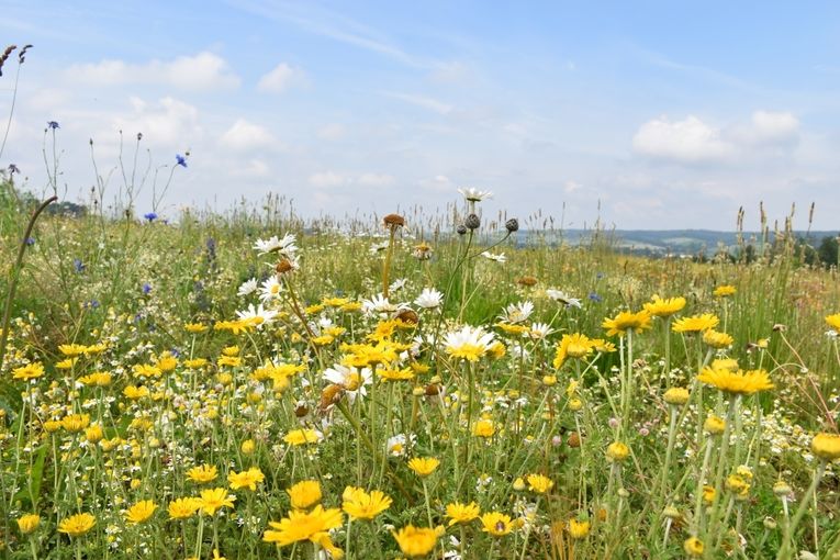 Blühstreifen.jpg © Bienenzentrum OÖ, Abdruck honorarfrei