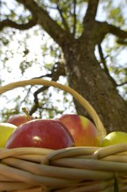 Äpfel mit Baum.jpg