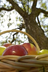 Äpfel mit Baum.jpg © Rita Newman Äpfel mit Baum.jpg © Rita Newman