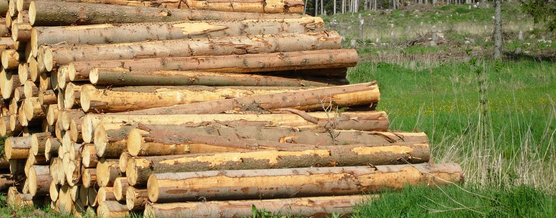 Rundholz .jpg © Anna Schreiner Rundholz .jpg © Anna Schreiner