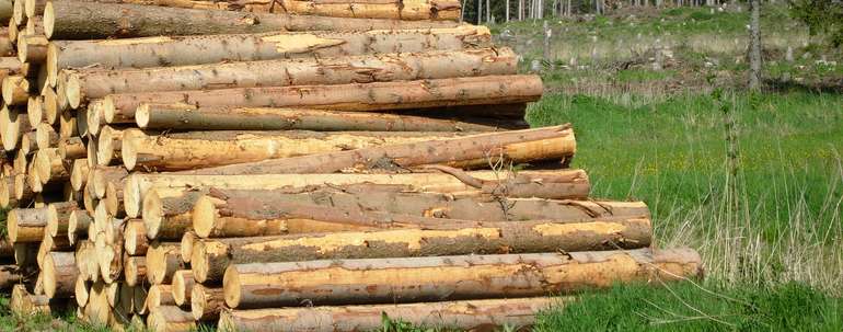 Rundholz .jpg © Anna Schreiner Rundholz .jpg © Anna Schreiner