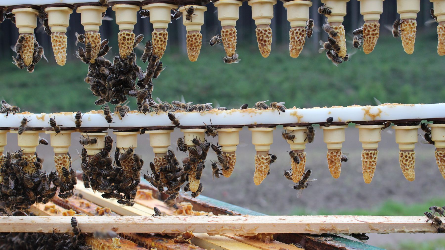 Bienen-Zuchtlatte.jpg © LK Kärnten/Elisabeth Thurner Bienen-Zuchtlatte.jpg © LK Kärnten/Elisabeth Thurner