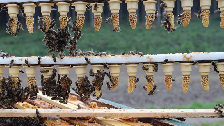 Bienen-Zuchtlatte.jpg