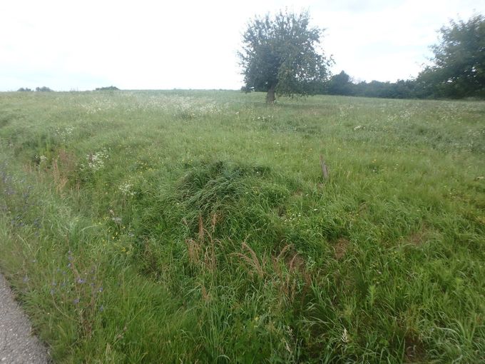 Biodiversitätsfläche mehrere Jahre nach der Ansaat.jpg