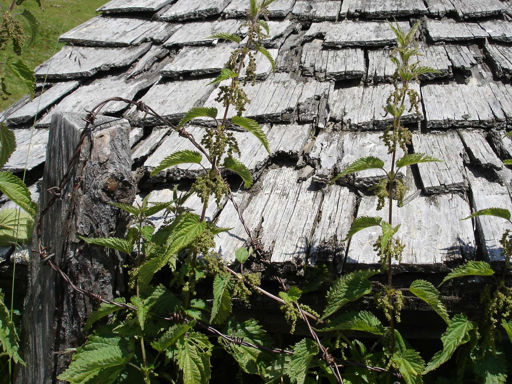 Brennnesseln Titel.jpg © Kräutergarten Brennnesseln Titel.jpg © Kräutergarten