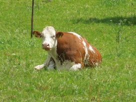 Der Erreger der Sommermastitis wird auch über Fliegen übertragen und betrifft auch Weidetiere. Der Erreger der Sommermastitis wird auch über Fliegen übertragen und betrifft auch Weidetiere.