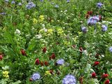 9 Biodiversitätsfläche Blütenvielfalt Inkarnatklee,Phacelia.jpg