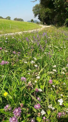 Biodiversität  2. Aufwuchs.jpg