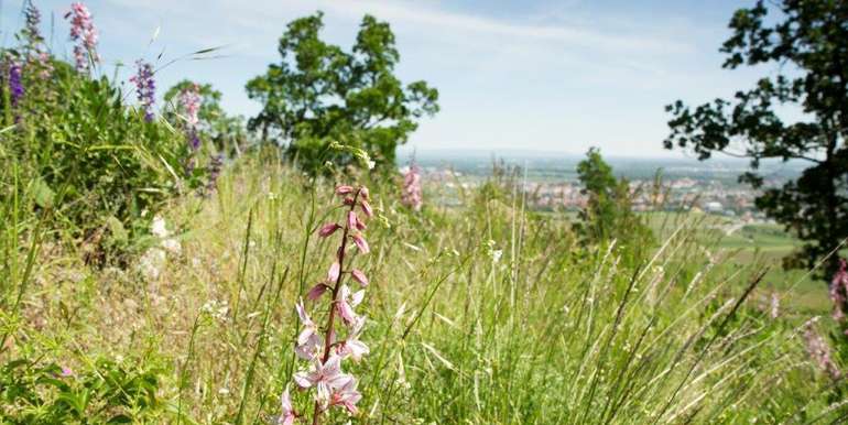 wienerwald_pfaffstätten © Kerstin Friesenbichler wienerwald_pfaffstätten © Kerstin Friesenbichler