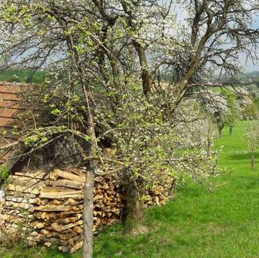 Biodiversität Dörrhaus Scheiterstoß Obstbäume Frühling © Martina Oberleitner Biodiversität Dörrhaus Scheiterstoß Obstbäume Frühling © Martina Oberleitner