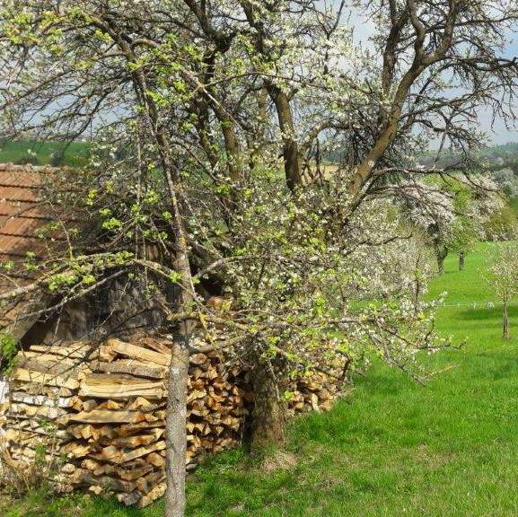 Biodiversität Dörrhaus Scheiterstoß Obstbäume Frühling