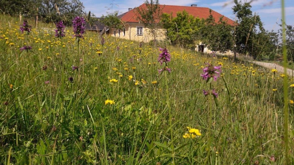 © Martina Oberleitner © Martina Oberleitner