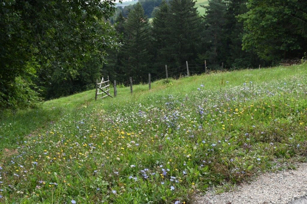 © Martina Oberleitner © Martina Oberleitner