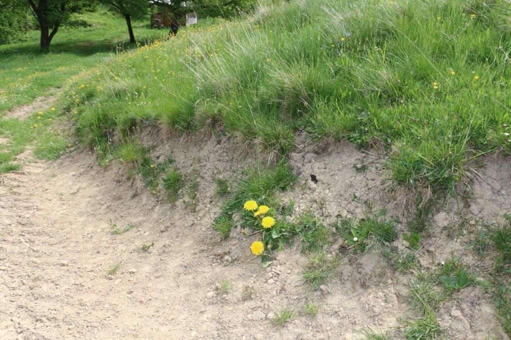 © Martina Oberleitner © Martina Oberleitner