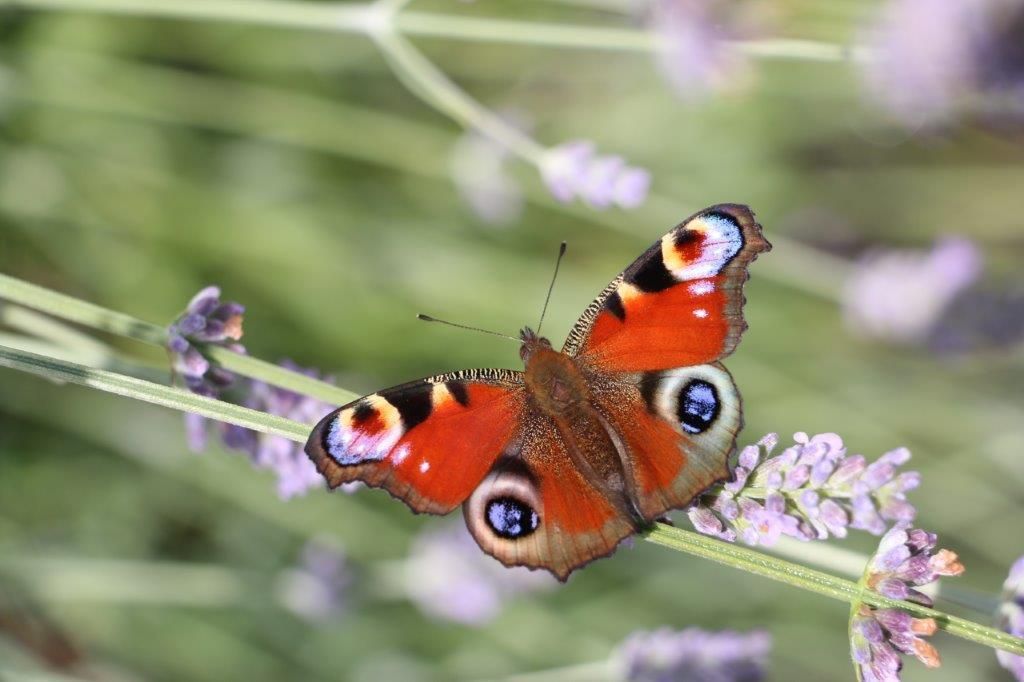 © Martina Oberleitner © Martina Oberleitner