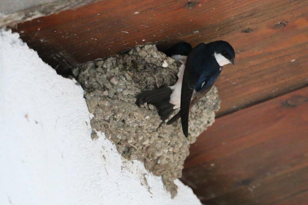 © Martina Oberleitner © Martina Oberleitner