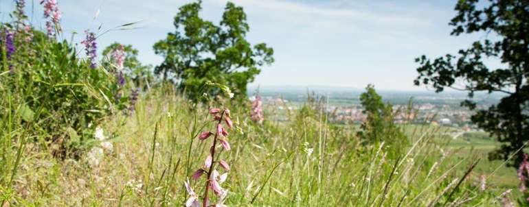 Biodiversität wienerwald pfaffstätten.jpg