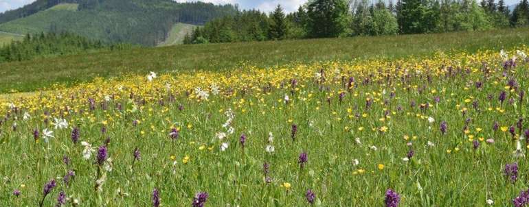 Narzissen Orchideen Ramsau