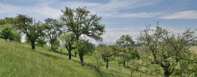 Streuobstbestand Rittmannsberg