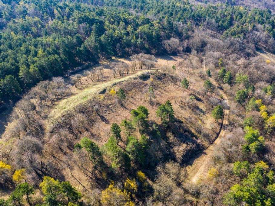 Biodiversität Wacholderheide Felsrücken.jpg