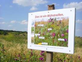 Blühstreifenbeschildert SperberSSL26041.jpg Blühstreifenbeschildert SperberSSL26041.jpg