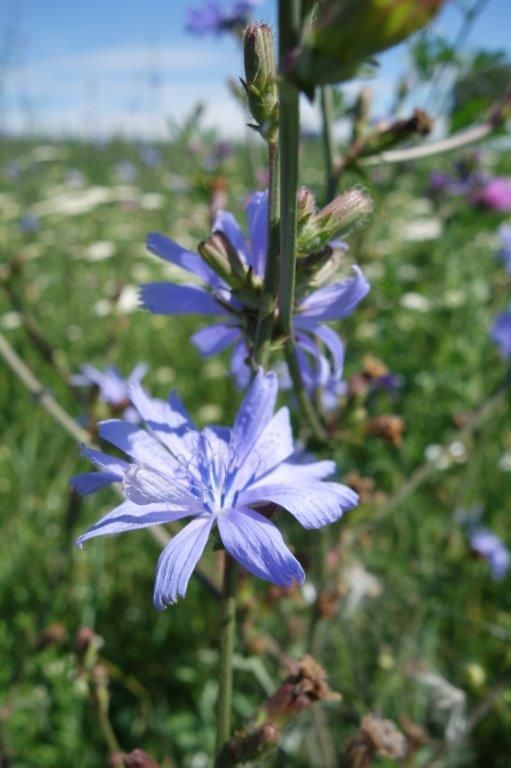 © Johann Sperber/LK Niederösterreich © Johann Sperber/LK Niederösterreich