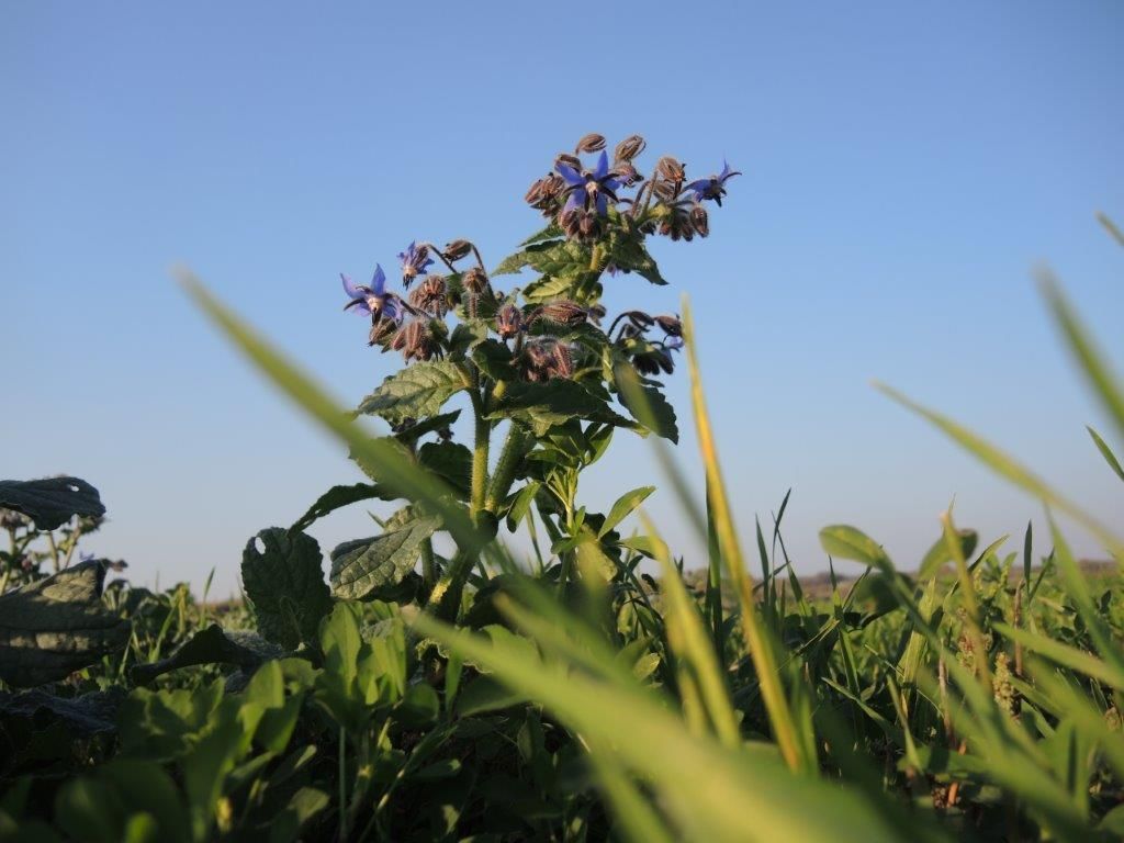 © Johann Sperber/LK Niederösterreich © Johann Sperber/LK Niederösterreich