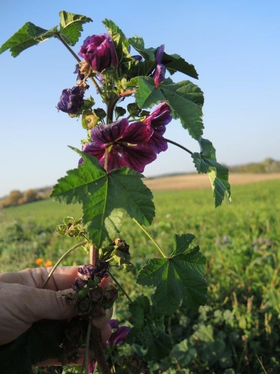 © Johann Sperber/LK Niederösterreich © Johann Sperber/LK Niederösterreich