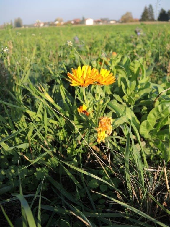 © Johann Sperber/LK Niederösterreich © Johann Sperber/LK Niederösterreich