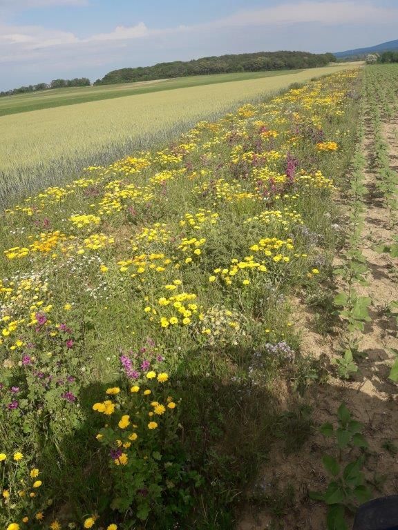 © Johann Sperber/LK Niederösterreich © Johann Sperber/LK Niederösterreich