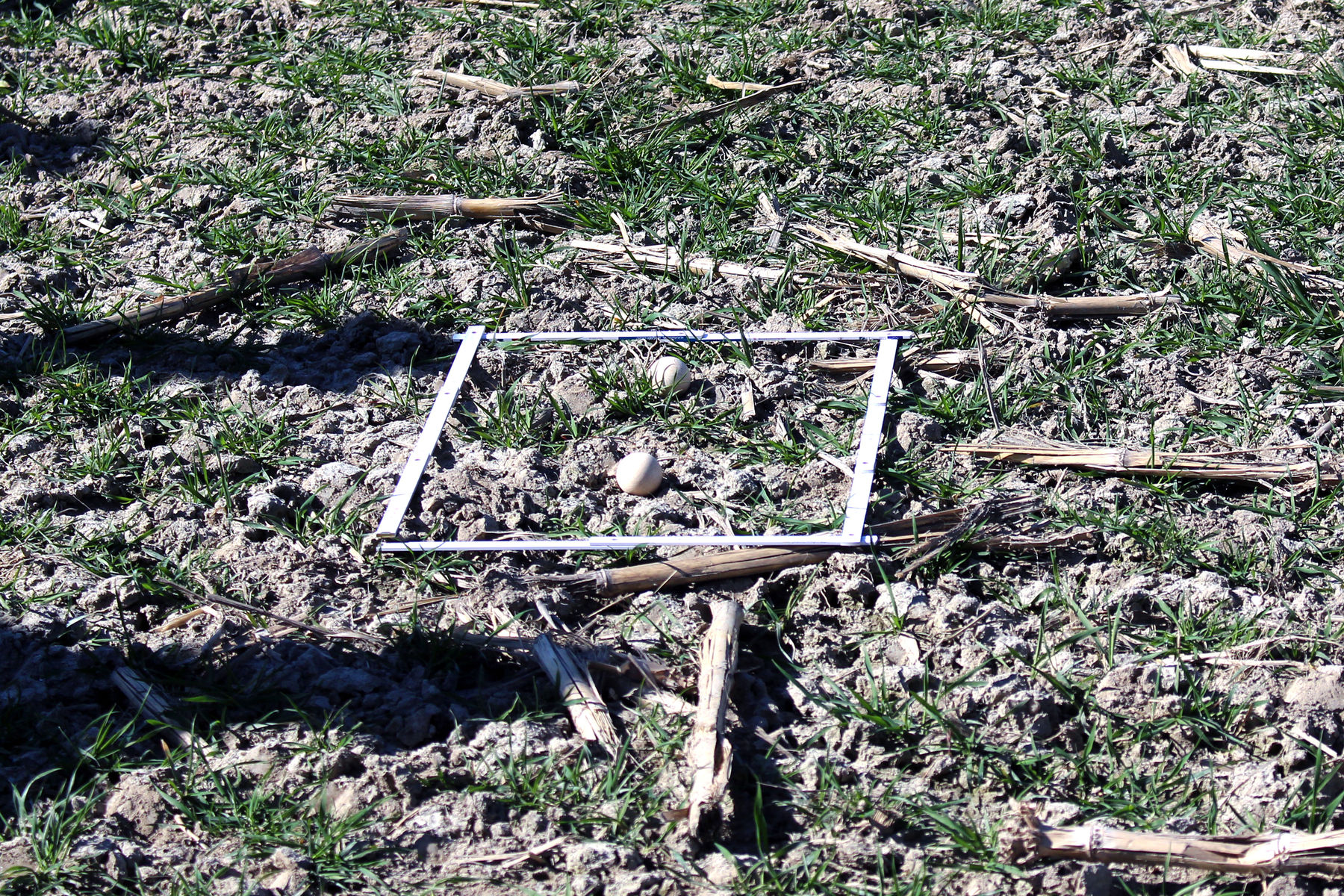 Holzkugel - zur Beurteilung der Bearbeitung, meistens wird das Saatbett zu fein hergerichtet. https://bodenkoffer.at/10-stationen.html © BWSB/Murauer Holzkugel - zur Beurteilung der Bearbeitung, meistens wird das Saatbett zu fein hergerichtet. https://bodenkoffer.at/10-stationen.html © BWSB/Murauer