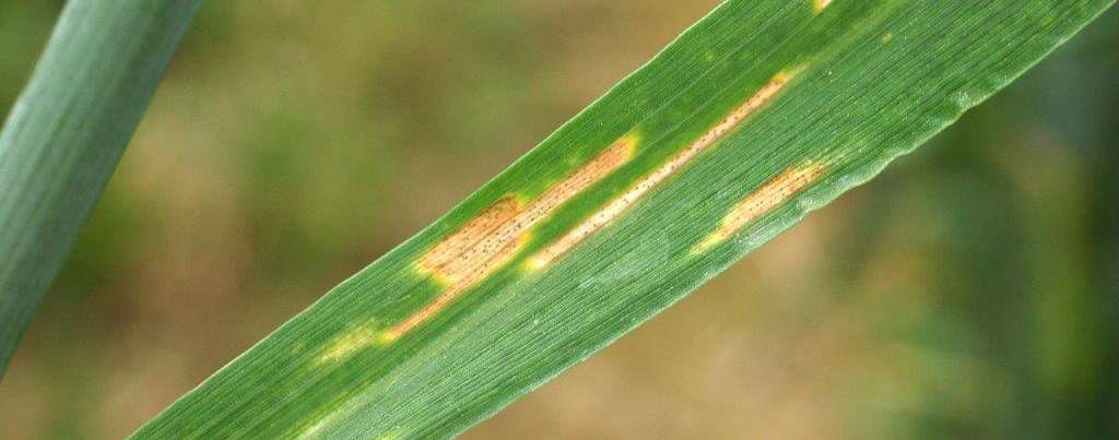 Septoria tritici beim Weizen © Harald Schally/LK Niederösterreich Septoria tritici beim Weizen © Harald Schally/LK Niederösterreich
