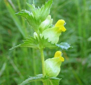 Klappertopf, Blüte