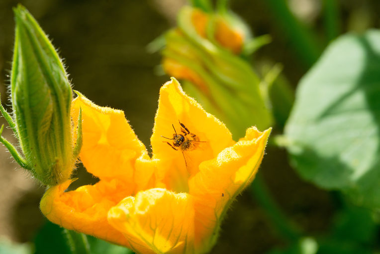 Biene bei der Blütenbestäubung.jpg © Stefan Kristoferitsch