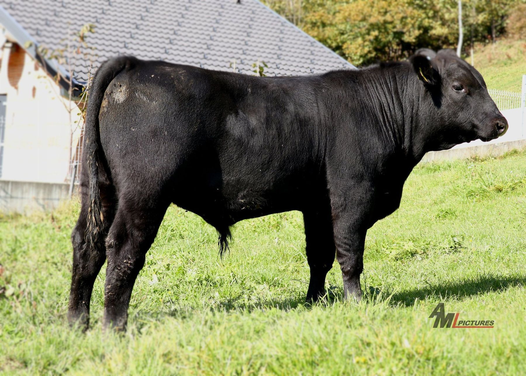 Angus Fleischrinder.jpg © caRINDthia Angus Fleischrinder.jpg © caRINDthia