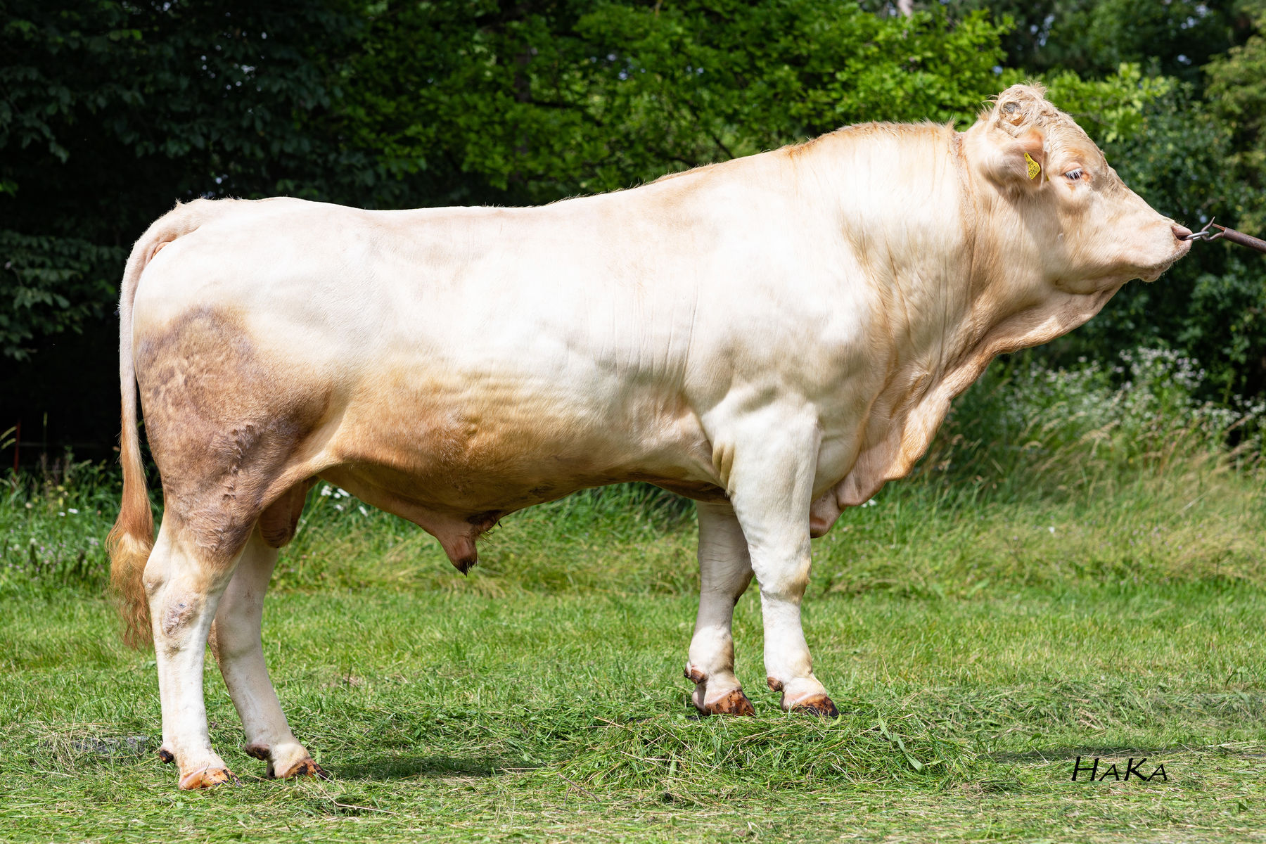 Blondvieh BLV.jpg © caRINDthia Blondvieh BLV.jpg © caRINDthia