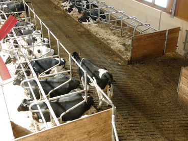 Milchviehstall.jpg © LK Kärnten/Bernhard Prunner