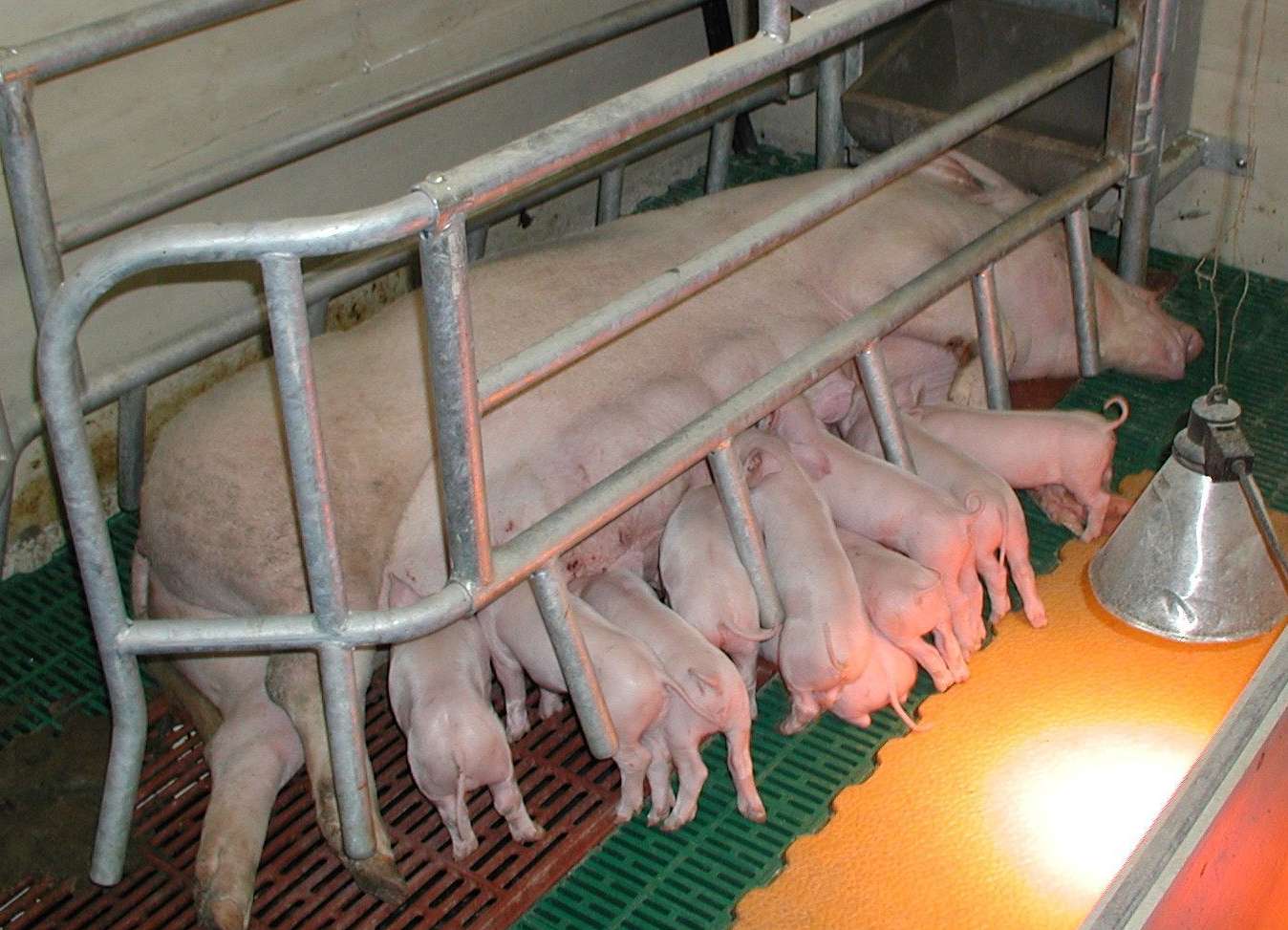 Schweinehaltung Müller.jpg © LK Kärnten/Andreas Mak Schweinehaltung Müller.jpg © LK Kärnten/Andreas Mak