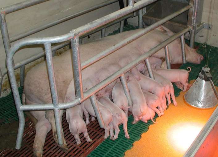 Schweinehaltung Müller.jpg © LK Kärnten/Andreas Mak