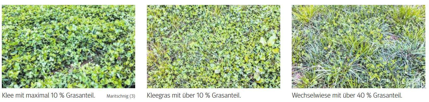 Grasanteil.jpg © LK Kärnten/Kärntner Bauer Grasanteil.jpg © LK Kärnten/Kärntner Bauer