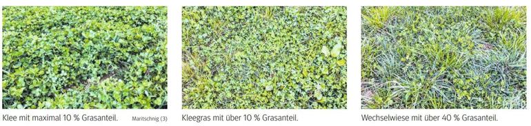 Grasanteil.jpg © LK Kärnten/Kärntner Bauer Grasanteil.jpg © LK Kärnten/Kärntner Bauer